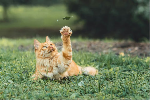 Decoding The Mystery: Understanding Your Cat's Behaviour