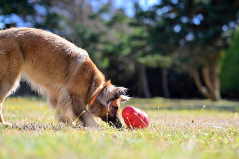 How To Use KONG For Dog Weight Management