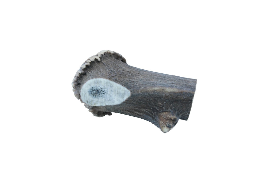 Extra large deer antler