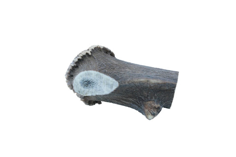 Extra large deer antler