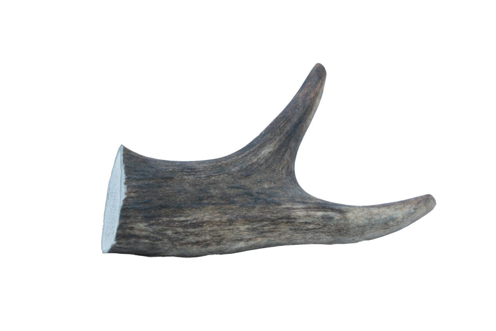 Medium deer antler