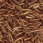 Mealworms 500g