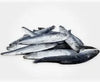 Nurturing by Nature Frozen Sprats 1kg